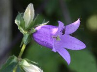 Campanula trachelium 18, Ruig klokje, Saxifraga-Peter Meininger