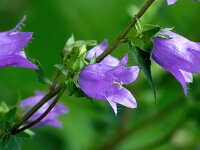 Campanula trachelium 25, Ruig klokje, Saxifraga-Bart Vastenhouw