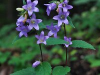 Campanula trachelium 27, Ruig klokje, Saxifraga-Harry Jans