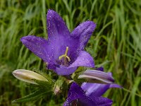 Campanula trachelium 28, Ruig klokje, Saxifraga-Ed Stikvoort
