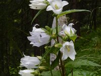 Campanula trachelium 29, Ruig klokje, Saxifraga-Ed Stikvoort