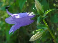 Campanula trachelium 34, Ruig klokje, Saxifraga-Ed Stikvoort