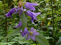 Campanula trachelium 36, Ruig klokje, Saxifraga-Ed Stikvoort