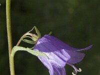Campanula trachelium 4, Ruig klokje, Saxifraga-Jan van der Straaten
