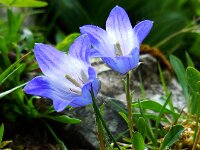Campanula tridentata