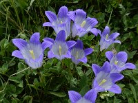 Campanula tridentata 5, Saxifraga-Ed Stikvoort