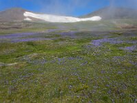 Campanula tridentata 6, Saxifraga-Ed Stikvoort