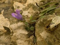 Campanula tubulosa
