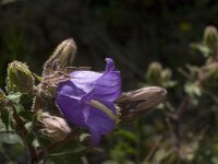 Campanula tubulosa 5, Saxifraga-Jan van der Straaten