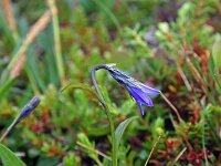 Campanula uniflora