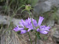 Campanula velebitica