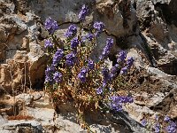 Campanula versicolor