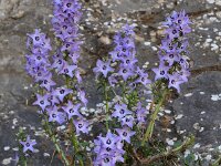 Campanula versicolor 4, Saxifraga-Harry Jans