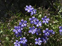 Campanula waldsteiniana 3, Saxifraga-Jasenka Topic