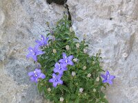 Campanula waldsteiniana 5, Saxifraga-Jasenka Topic