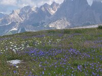 Campanula witasekiana