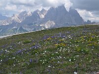 Campanula witasekiana 2, Saxifraga-Harry Jans