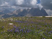 Campanula witasekiana 3, Saxifraga-Harry Jans