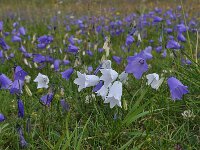 Campanula witasekiana 4, Saxifraga-Harry Jans