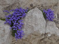 Campanula zoysii 11, Saxifraga-Harry Jans