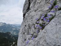 Campanula zoysii 4, habitat, Saxifraga-Harry Jans