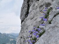 Campanula zoysii 5, habitat, Saxifraga-Harry Jans