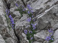 Campanula zoysii 6, Saxifraga-Harry Jans