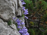 Campanula zoysii 7, Saxifraga-Harry Jans