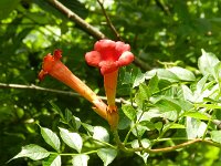 Campsis radicans 4, Saxifraga-Rutger Barendse