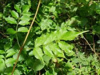 Campsis radicans 6, Saxifraga-Rutger Barendse