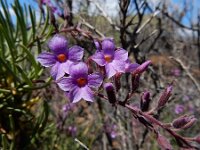 Campylanthus salsoloides