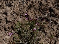 Campylanthus salsoloides 2, Saxifraga-Ed Stikvoort