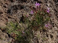 Campylanthus salsoloides 3, Saxifraga-Ed Stikvoort