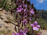 Campylanthus salsoloides 6, Saxifraga-Ed Stikvoort
