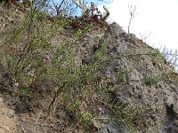 Campylanthus salsoloides 9, Saxifraga-Rutger Barendse