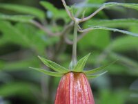 Canarina canariensis