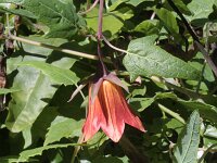 Canarina canariensis 10, Saxifraga-Rutger Barendse