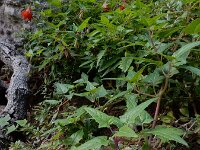 Canarina canariensis 11, Saxifraga-Ed Stikvoort