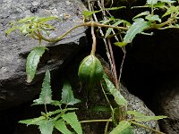 Canarina canariensis 13, Saxifraga-Ed Stikvoort