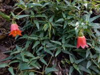 Canarina canariensis 15, Saxifraga-Ed Stikvoort