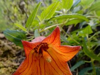 Canarina canariensis 16, Saxifraga-Ed Stikvoort