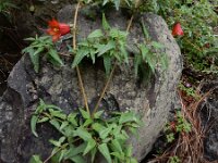 Canarina canariensis 18, Saxifraga-Ed Stikvoort