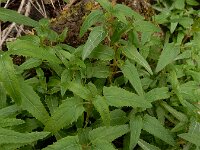 Canarina canariensis 22, Saxifraga-Ed Stikvoort