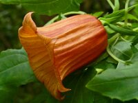 Canarina canariensis 24, Saxifraga-Hans Grotenhuis