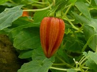 Canarina canariensis 25, Saxifraga-Hans Grotenhuis