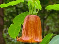 Canarina canariensis 26, Saxifraga-Hans Grotenhuis