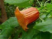 Canarina canariensis 27, Saxifraga-Hans Grotenhuis