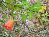 Canarina canariensis 6, Saxifraga-Rutger Barendse