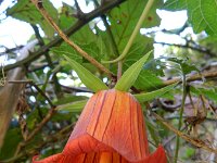 Canarina canariensis 7, Saxifraga-Rutger Barendse