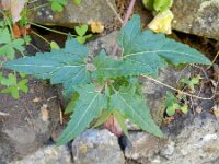 Canarina canariensis 8, Saxifraga-Rutger Barendse